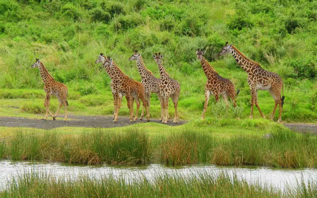 Arusha National Park Day Trip