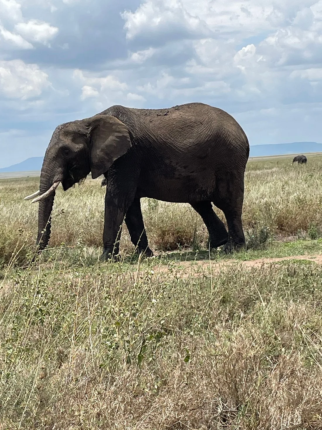 4-Day Ruaha Safari from Iringa