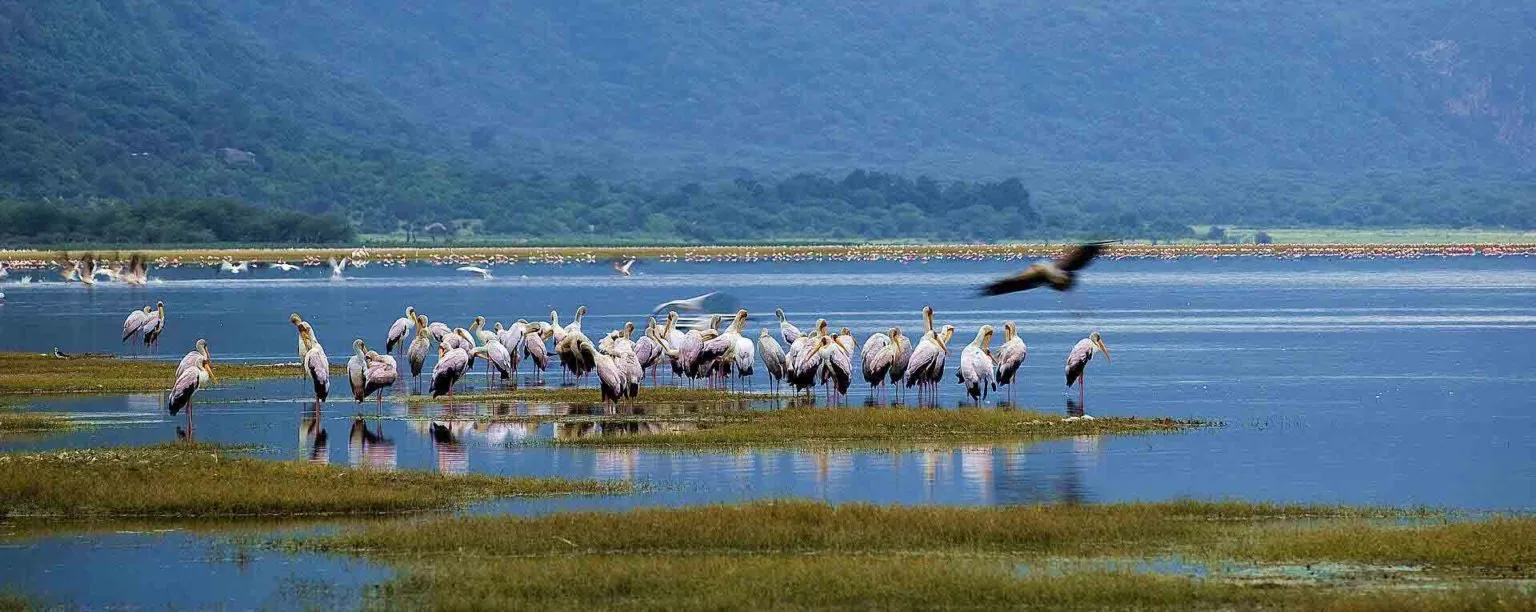 Lake Manyara National Park