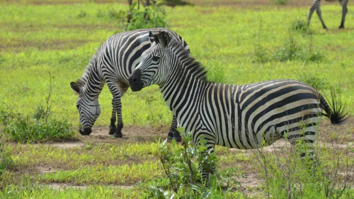 7-Day Southern Tanzania Safari