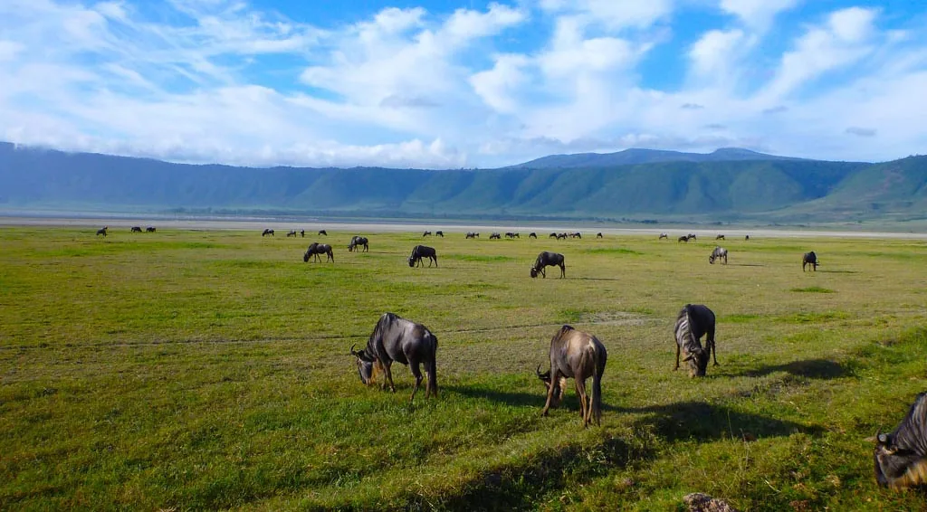 Northern Tanzania Safari Guide