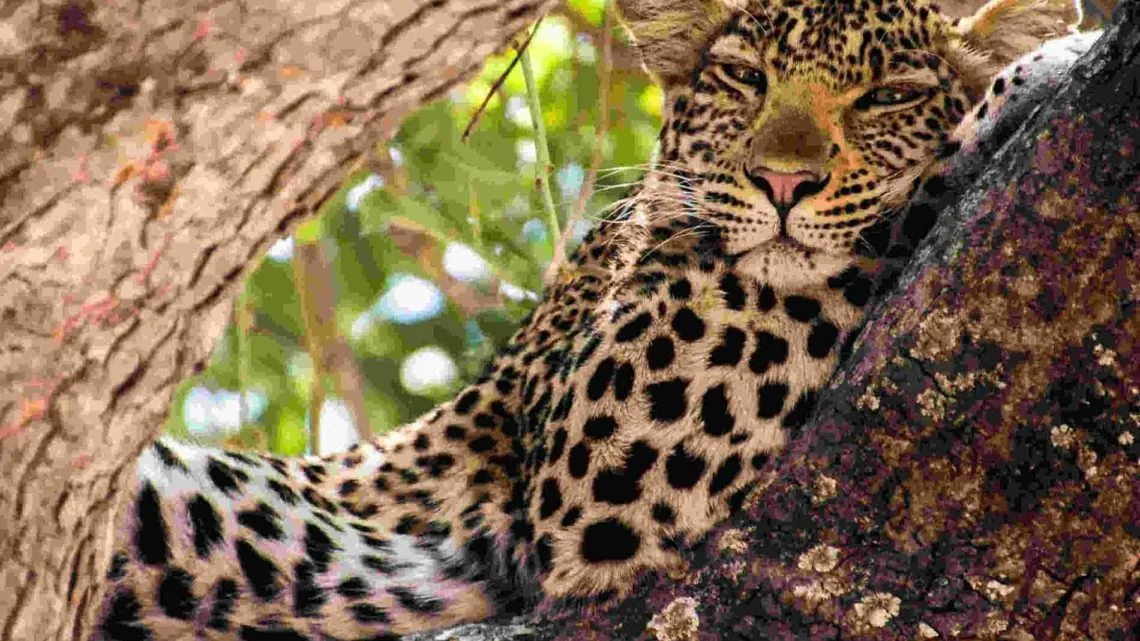 3-Day Ruaha Safari from Iringa