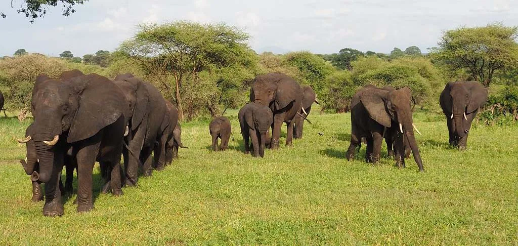 Tarangire National Park Day Trip from Arusha