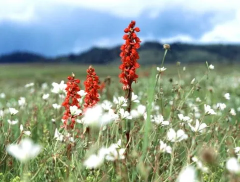 Best Time to Visit Kitulo National Park: Wildflowers, Weather & Hiking