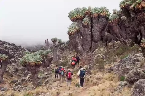 8-Day Lemosho Route Kilimanjaro