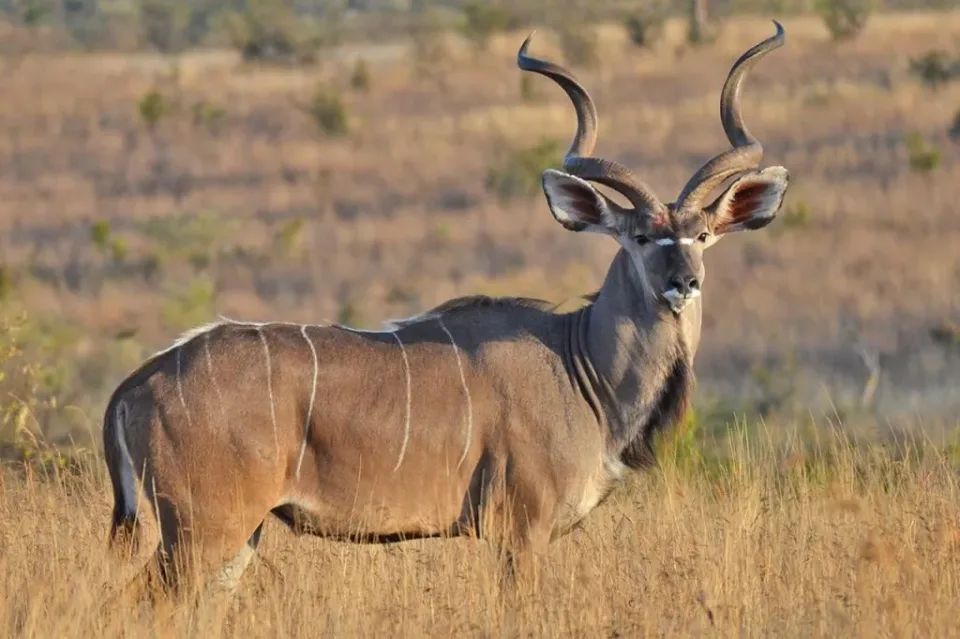 3-Day Ruaha Safari from Iringa